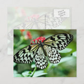 Carte Postale Fleurs de papillon (Devant / Derrière)