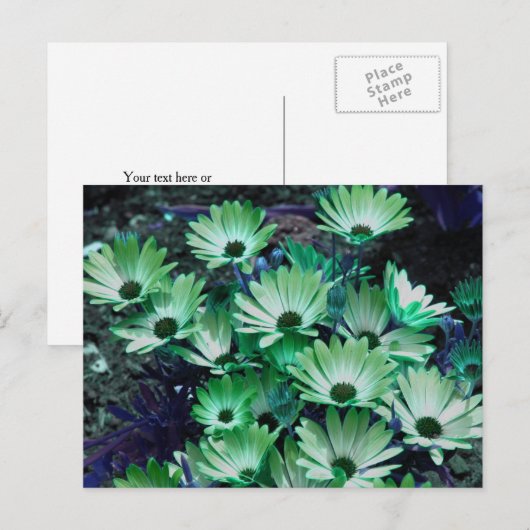 Carte Postale Fleurs de pâquerettes africaines vertes Personnali (Devant / Derrière)