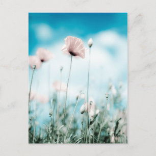 Carte Postale Fleurs de pavot