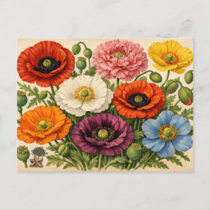 Carte Postale Fleurs de pavot colorées vintage