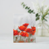 Carte Postale Fleurs de pavot commun dans un champ. (Debout devant)