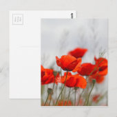 Carte Postale Fleurs de pavot commun dans un champ. (Devant / Derrière)