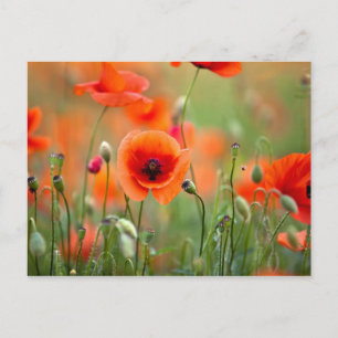 Carte Postale Fleurs de pavot rouge