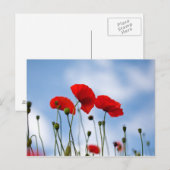 Carte Postale Fleurs de pavot rouge (Devant / Derrière)