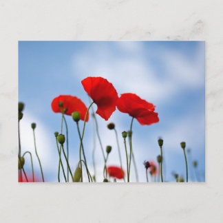 Carte Postale Fleurs de pavot rouge