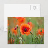 Carte Postale Fleurs de pavot rouge (Devant / Derrière)