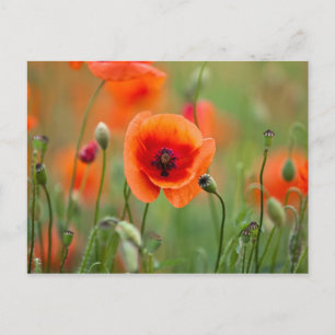 Carte Postale Fleurs de pavot rouge