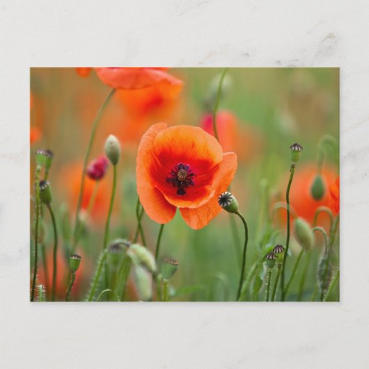 Carte Postale Fleurs de pavot rouge (Devant)