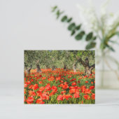 Carte Postale Fleurs de pavot rouge sous les vieux oliviers (Debout devant)