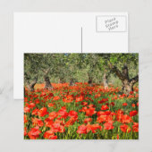 Carte Postale Fleurs de pavot rouge sous les vieux oliviers (Devant / Derrière)