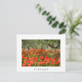 Carte Postale Fleurs de pavot rouge sous les vieux oliviers (Debout devant)