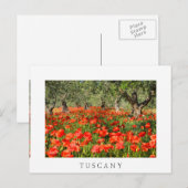 Carte Postale Fleurs de pavot rouge sous les vieux oliviers (Devant / Derrière)