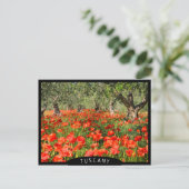 Carte Postale Fleurs de pavot rouge sous les vieux oliviers (Debout devant)