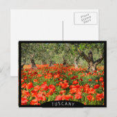 Carte Postale Fleurs de pavot rouge sous les vieux oliviers (Devant / Derrière)