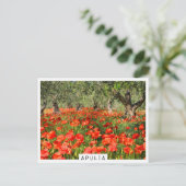 Carte Postale Fleurs de pavot rouge sous les vieux oliviers (Debout devant)
