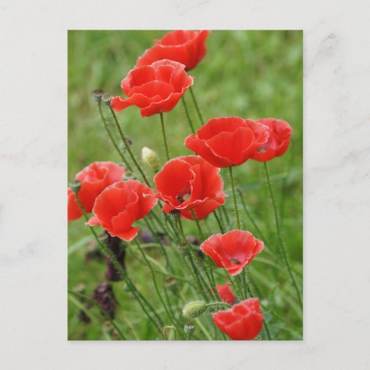 Carte Postale Fleurs de pavot rouge vibrantes (Devant)