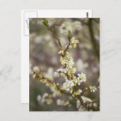 Carte Postale Fleurs de pêche (Devant / Derrière)