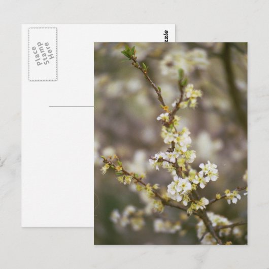 Carte Postale Fleurs de pêche (Devant / Derrière)