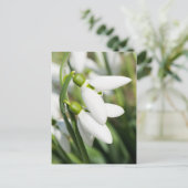 Carte Postale Fleurs de perce-neige (Debout devant)