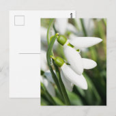 Carte Postale Fleurs de perce-neige (Devant / Derrière)