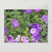 Carte Postale Fleurs de pétunia roses violettes pour un seizième (Dos)