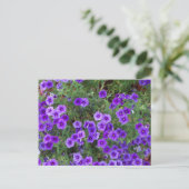 Carte Postale Fleurs de Phlox violet sur (Debout devant)