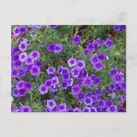 Carte Postale Fleurs de Phlox violet sur (Devant)