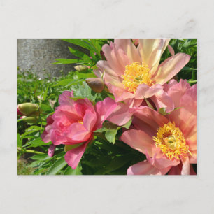 Carte Postale Fleurs de pivoines chinoises orange