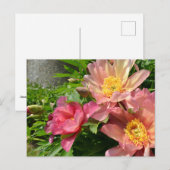 Carte Postale Fleurs de pivoines chinoises orange (Devant / Derrière)