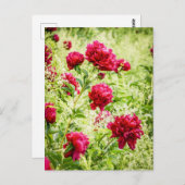 Carte Postale Fleurs de pivoines sauvages magnifiques (Devant / Derrière)