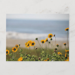 Carte Postale Fleurs de plage sur l'île de Galveston