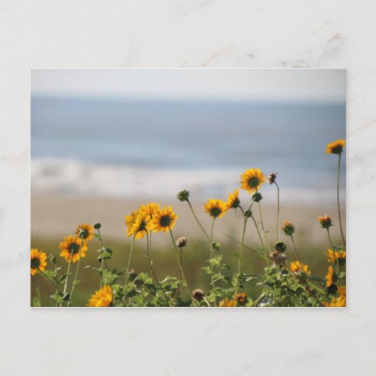 Carte Postale Fleurs de plage sur l'île de Galveston (Devant)