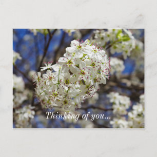 Carte postale Fleurs de Poire de Bradford Pensant