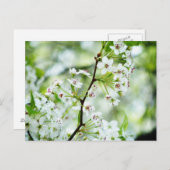 Carte Postale Fleurs de poires (Devant / Derrière)