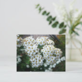 Carte Postale Fleurs de poirier (Debout devant)