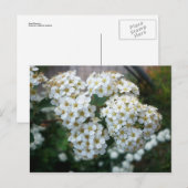 Carte Postale Fleurs de poirier (Devant / Derrière)