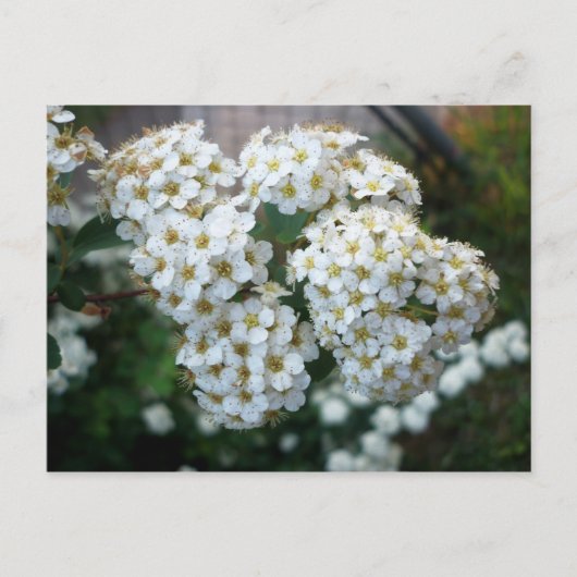 Carte Postale Fleurs de poirier (Devant)