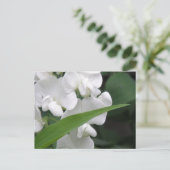 Carte postale Fleurs de pois doux (Debout devant)