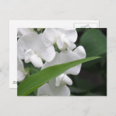 Carte postale Fleurs de pois doux (Devant / Derrière)