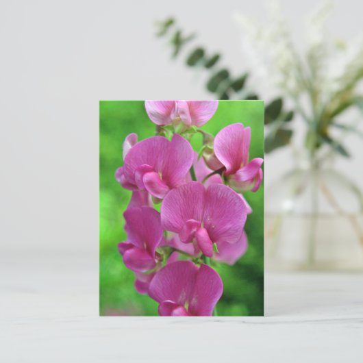 Carte Postale Fleurs de pois doux roses (Debout devant)
