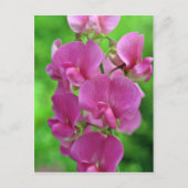 Carte Postale Fleurs de pois doux roses (Devant)