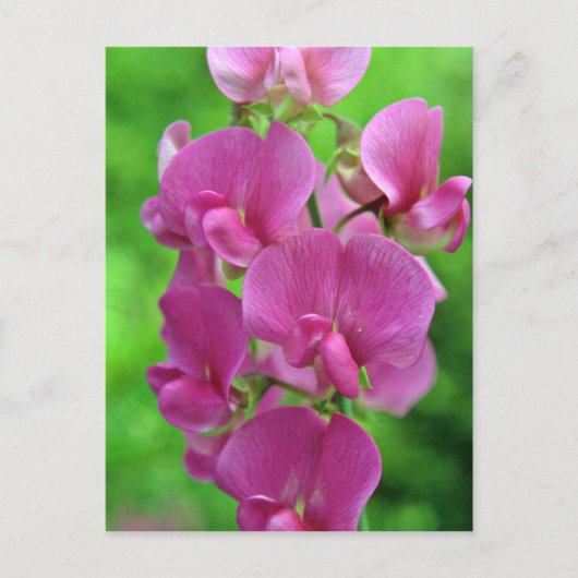 Carte Postale Fleurs de pois doux roses (Devant)
