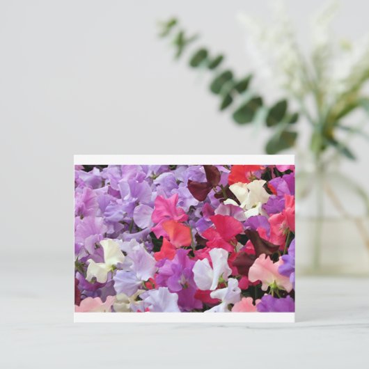 Carte Postale Fleurs de pois doux roses, violettes et blanches e (Debout devant)
