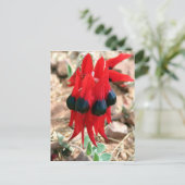 Carte Postale Fleurs de pois du désert de Sturt (Debout devant)