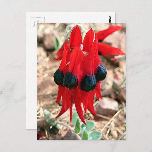 Carte Postale Fleurs de pois du désert de Sturt (Devant / Derrière)