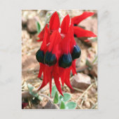 Carte Postale Fleurs de pois du désert de Sturt (Devant)