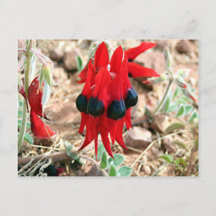 Carte Postale Fleurs de pois du désert de Sturt