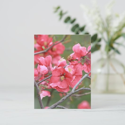 Carte Postale Fleurs de pomme de crabe (Debout devant)