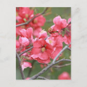 Carte Postale Fleurs de pomme de crabe (Devant)