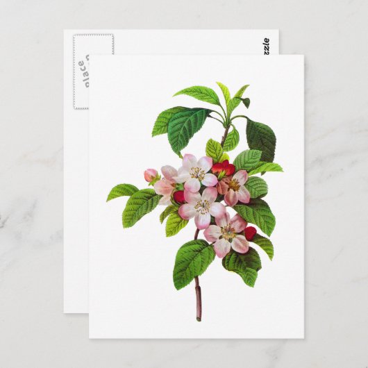 Carte Postale Fleurs de pomme rose par Pierre Jopseph Redoute (Devant / Derrière)